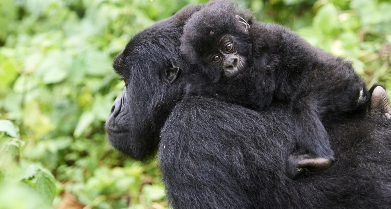 Bwindi Gorilla Safari Bookings: Reserving a gorilla safari in Bwindi Impenetrable National Park is one of the best ways to see a gorilla