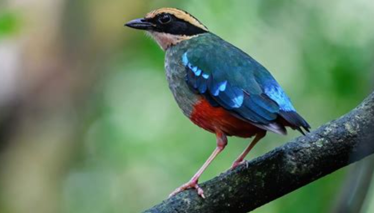 Kibale Forest Birding Tours makes Kibale National Park, the primate capital of the world, a top birding destination in Uganda, offering