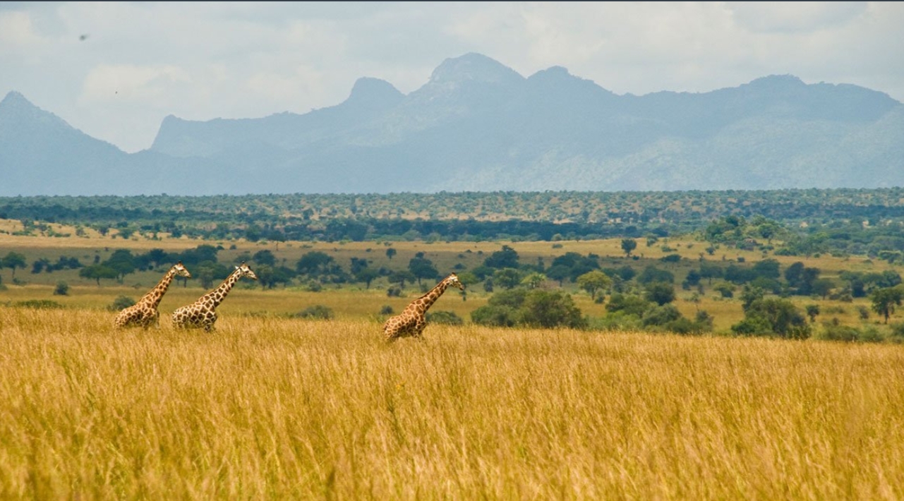Why Kidepo National Park is a Must-Visit Destination? As a true savannah wilderness offering remarkable wildlife species and breathtaking
