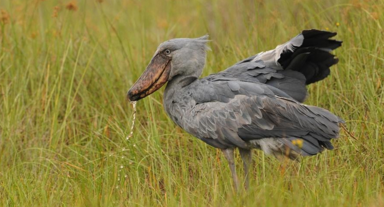 Uganda’s Birding Safari Guide: It is one of the few African countries that provides distinctive and thrilling birding safaris