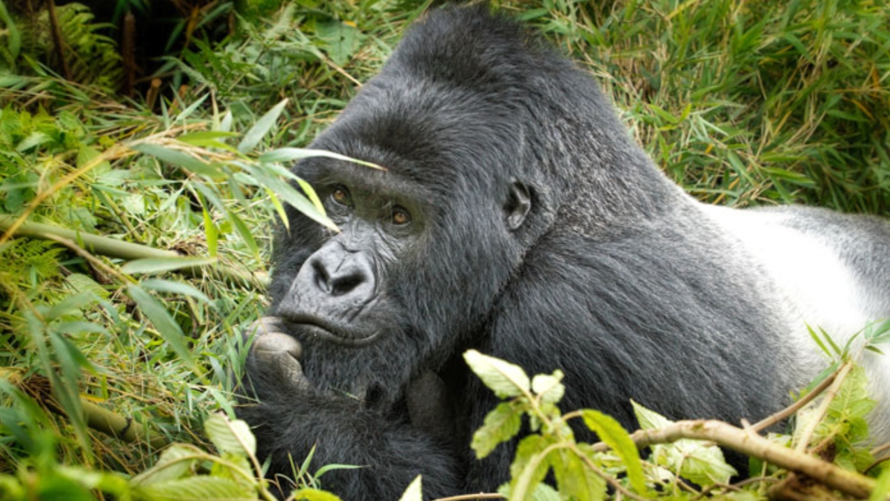 Facts About Silverback Gorillas: An alpha adult male gorilla, usually older than twelve years, with a silver lining or patch on its back