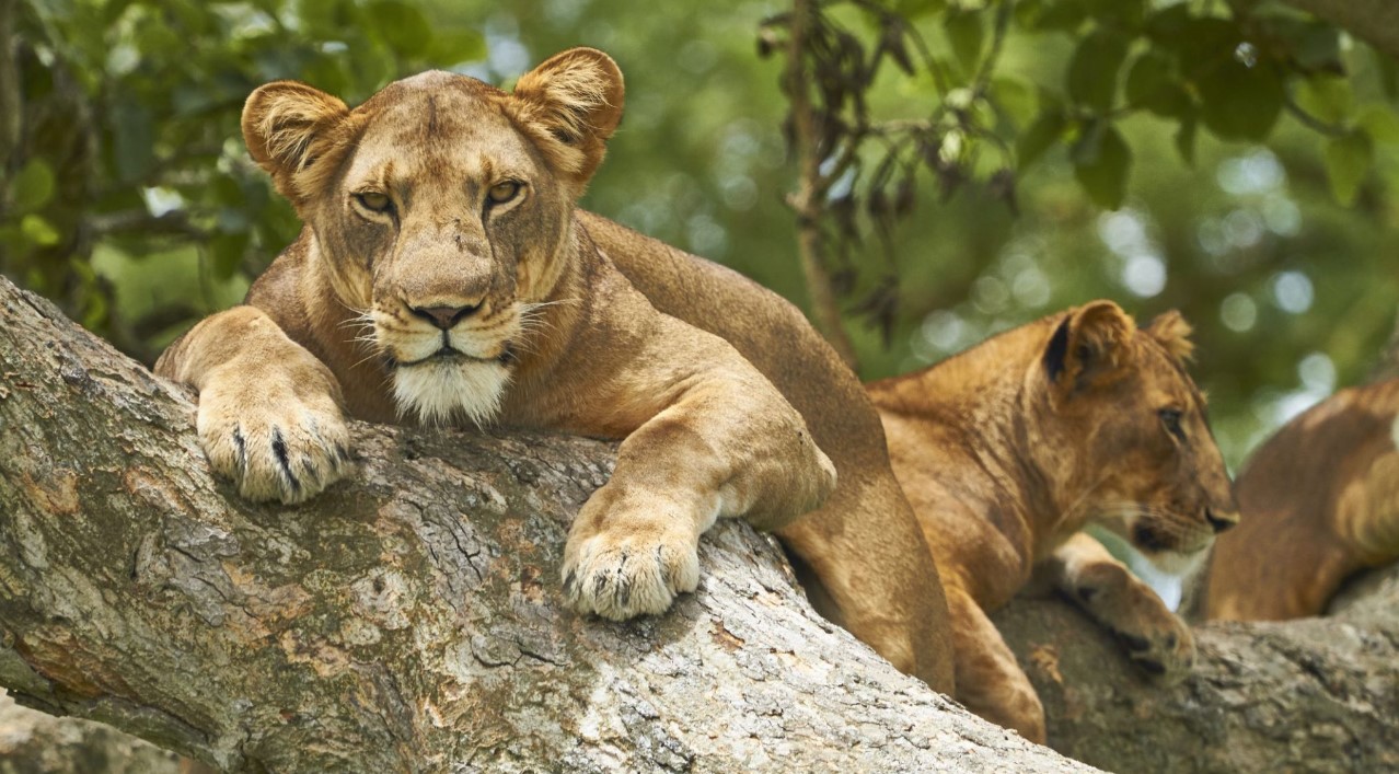 Unique Attractions of Queen Elizabeth Park. It is unquestionably the most famous and accomplished national park in Uganda