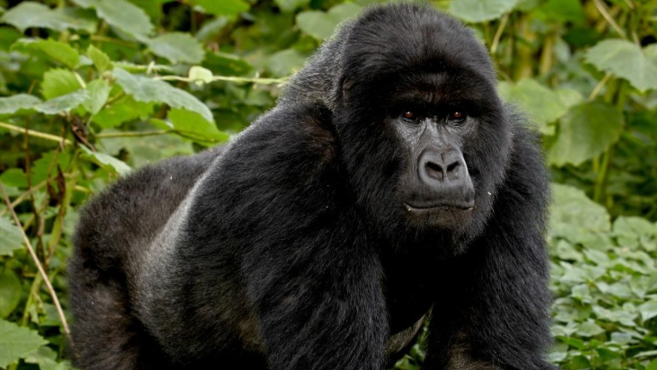 Gorilla Habituation Experience in Bwindi is a fascinating process that entails acclimating gorillas to human presence while they perform