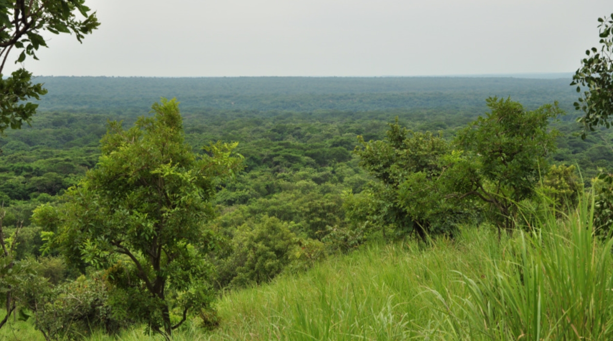 Uganda's Budongo Forest in Murchison Falls National Park: This is Uganda’s largest and one of Africa's oldest tropical rainforests
