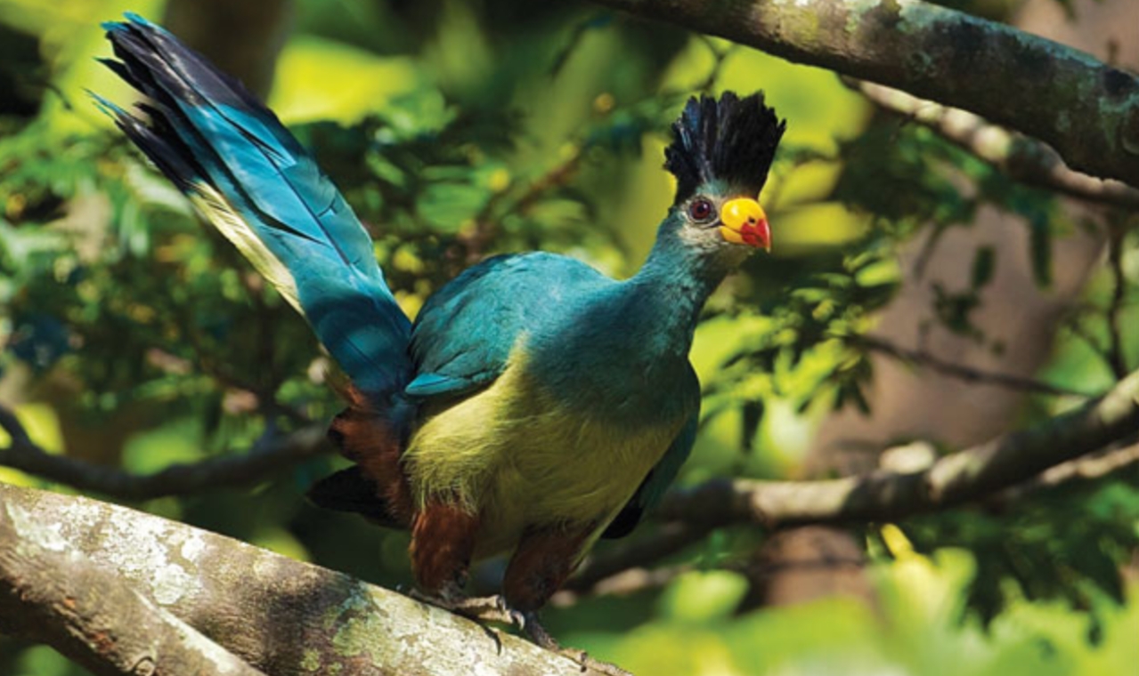 Birding in Uganda’s Top Destinations makes it one of the top birding destinations in Africa, which offers unique and remarkable birding