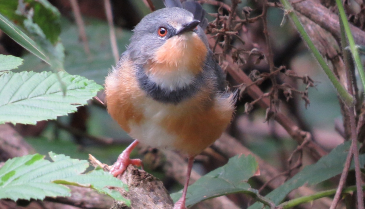 The Albertine Rift Endemic Wonders are unique species that lie along the western arm of the East African Rift Valley, spanning countries