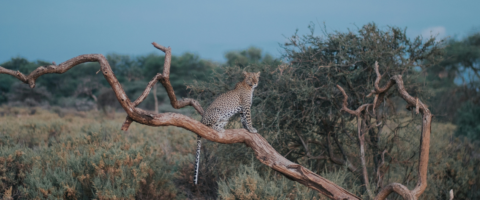 10 Days Aberdare Samburu Lake Nakuru Masai Mara Naivasha & Amboseli Safari