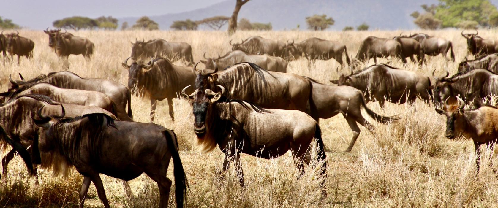 10 days The Great Wildebeest Migration & wilderness Family Safari