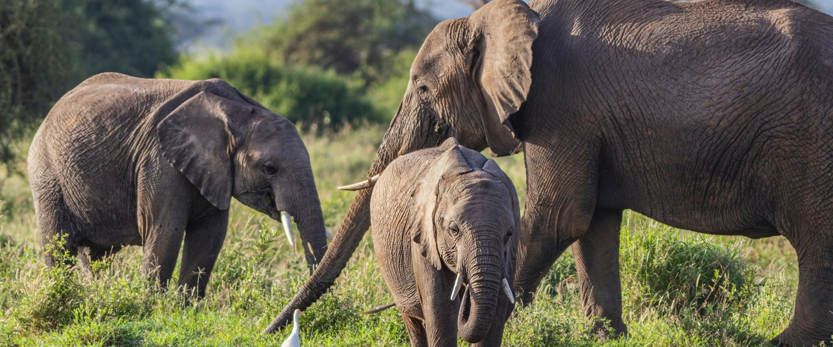2 DAYS AMBOSELI SAFARI