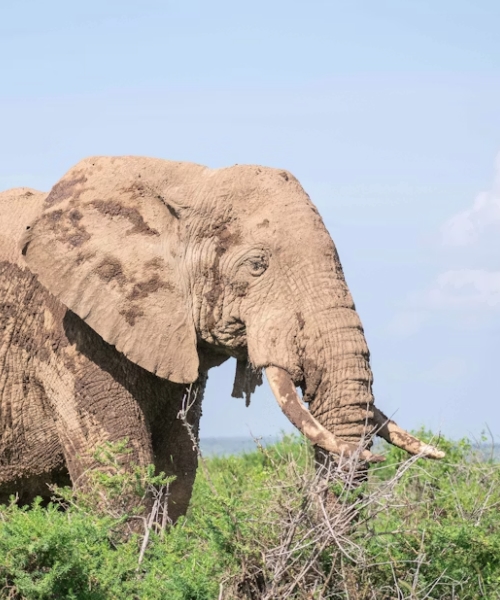 3 Days 2 Nights Amboseli Safari Tour