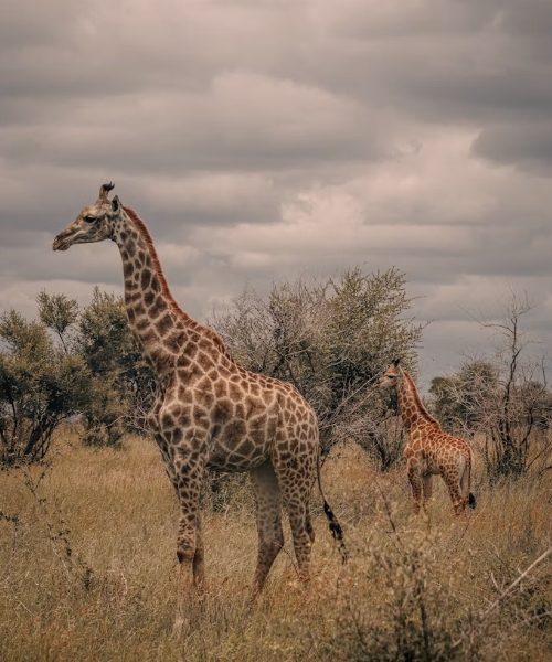 3 Days Amboseli Safari