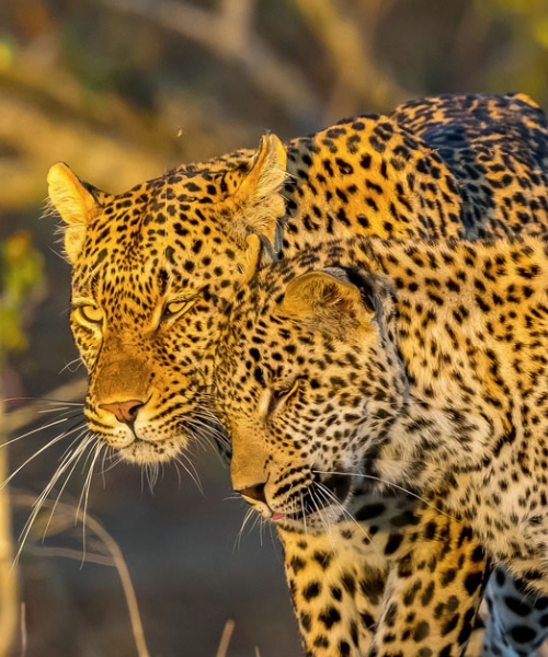 3 Days Meru National Park Safari