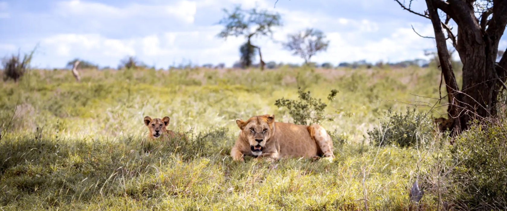 3 Days Tsavo East & West Safari