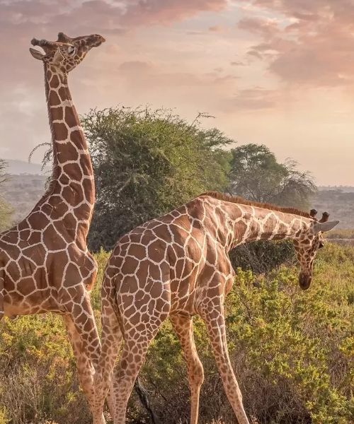 4 Days Mara-Nakuru Safari