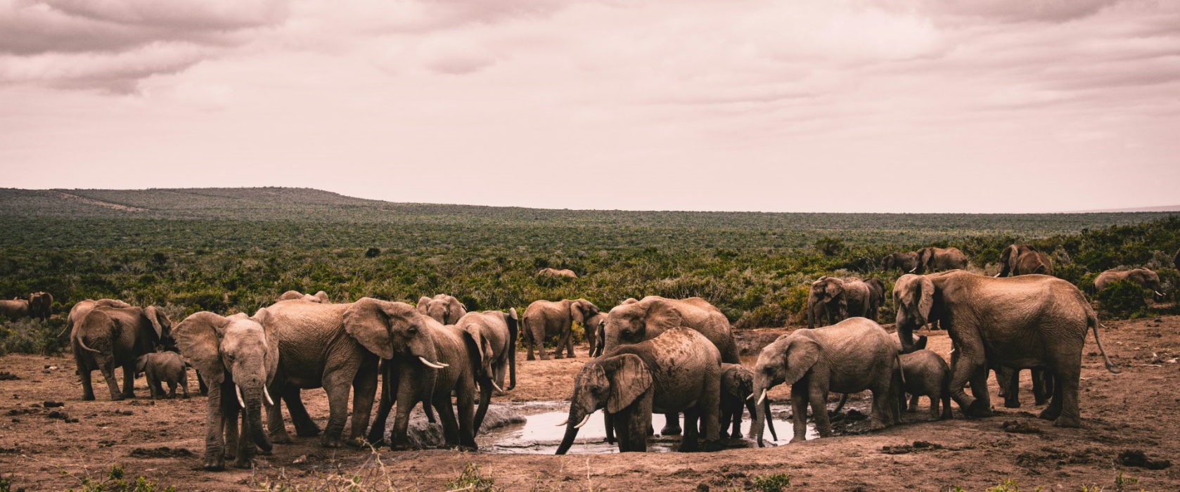 8 Days Wild & Beach Safari Amboseli Tsavo East & West Safari & Diani Beach