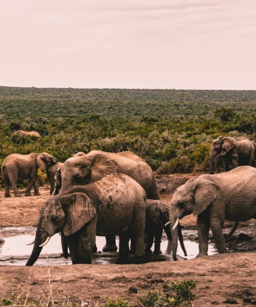 8 Days Wild & Beach Safari Amboseli Tsavo East & West Safari & Diani Beach