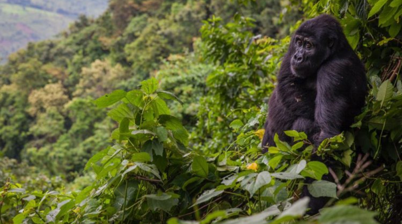 Bwindi Impenetrable Forest National Park is a UNESCO World Heritage site, a famous habitat of nearly half of the planet’s remaining mountain