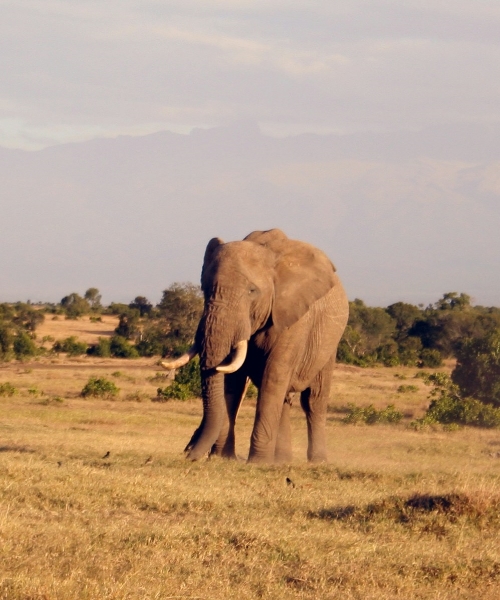 5 Days Maasai mara Lake Nakuru & Lake Naivasha tour