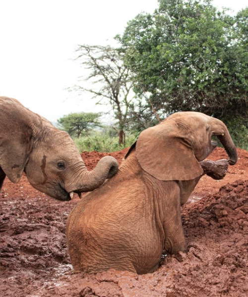 1 Day Nairobi National Park, Giraffe Centre, Karen Blixen museum & Elephant Orphanages