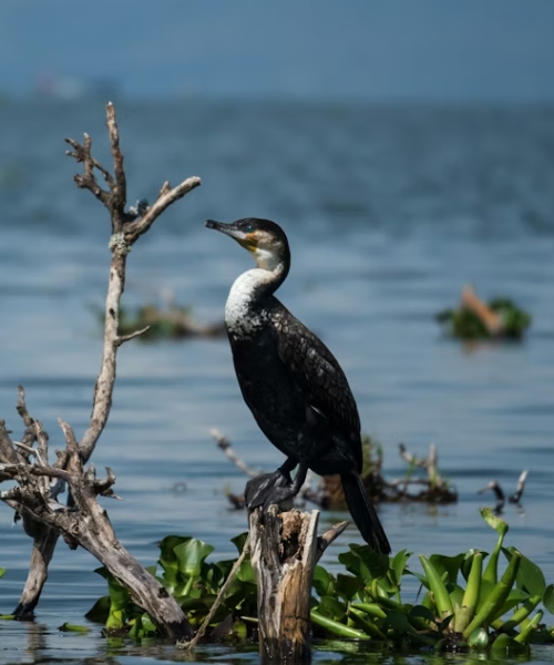 11 Days 7 Parks High Adrenaline Adventure & Wildlife Tour