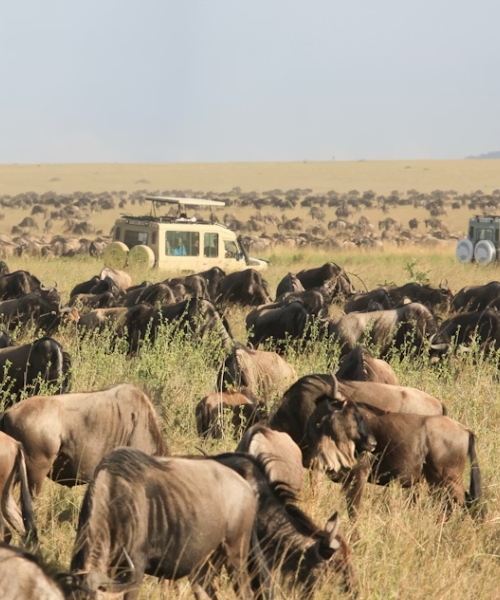 10 Days Best Adventure wildlife and culture Kenya Safari