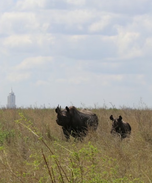 NAIROBI NATIONAL PARK has been & will always be a vibe
