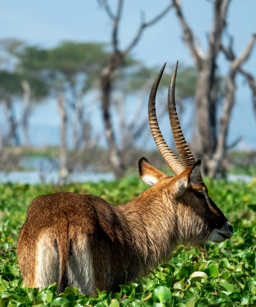 10 Days Wildlife Adventure Kenya and Tanzania Safari
