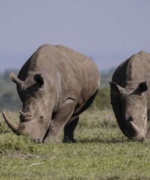 Olpejeta Conservancy Safari