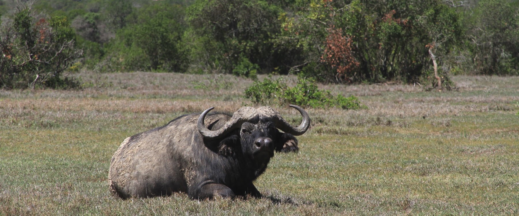 Olpejeta Conservancy Safari