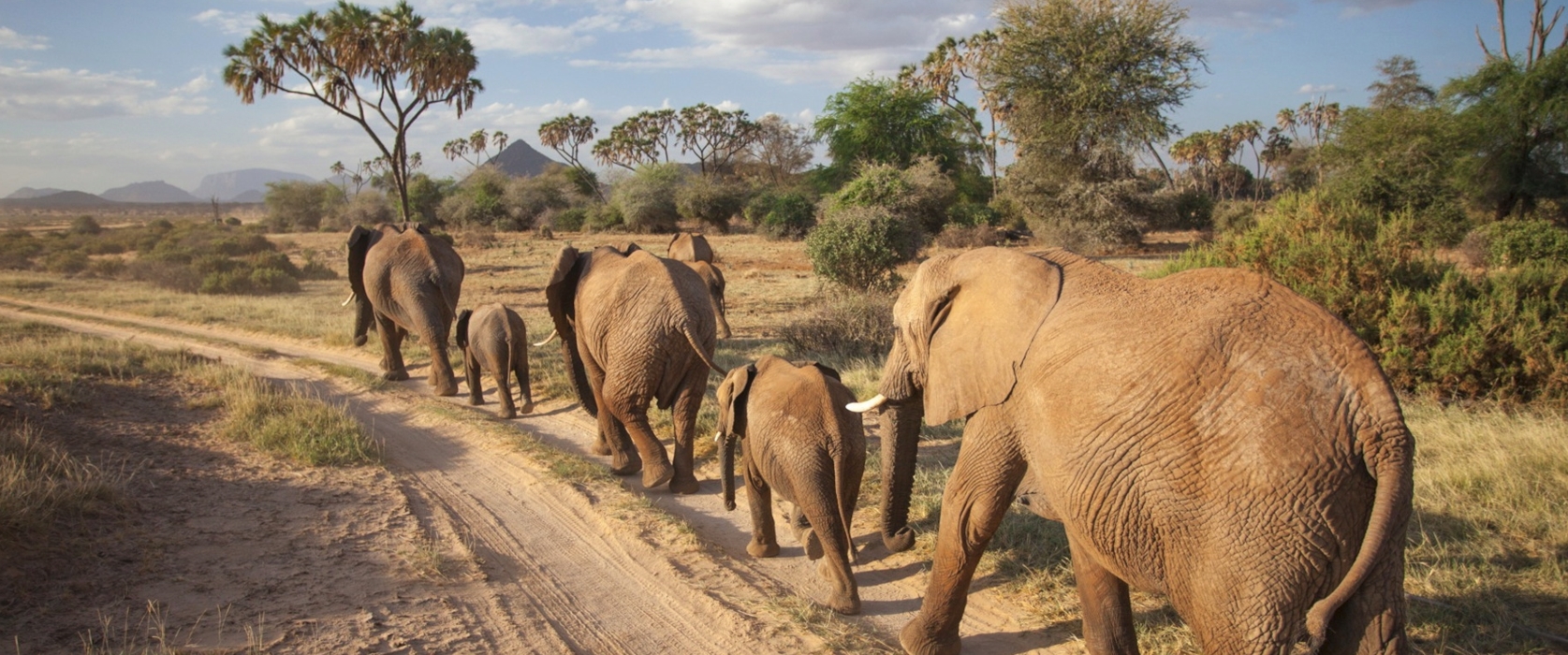 Samburu Safari