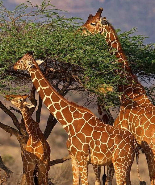 Samburu Safari