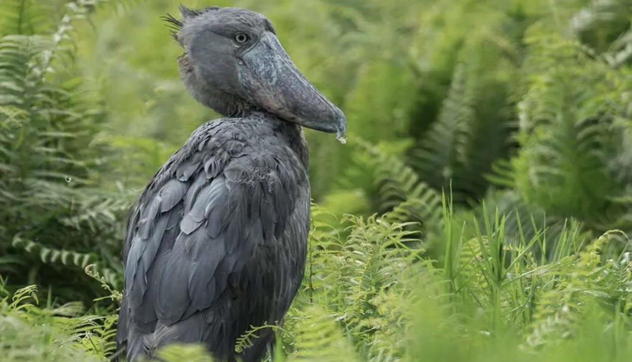 Why is Mabamba Wetland a Popular Destination? This is one of the top birding destinations in Uganda, famous for hosting the sought-after