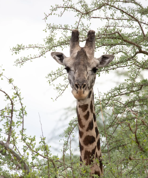 3 Days Tsavo East & West Safari