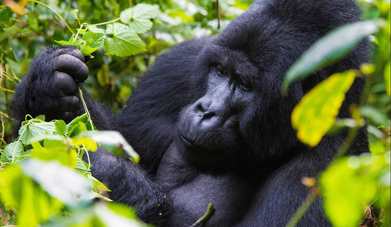 Gorilla Trekking in Mgahinga National Park