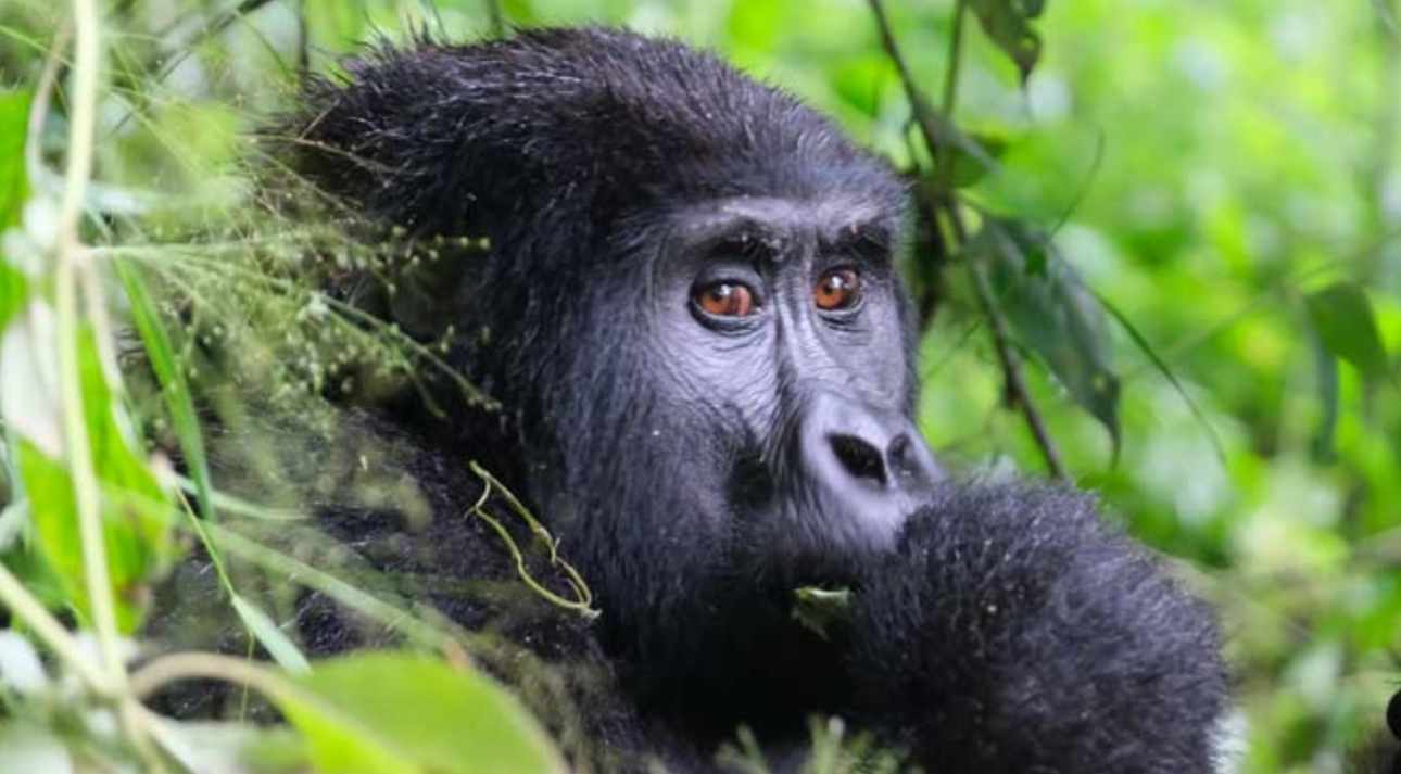 Gorilla trekking in Uganda is an adventure where visitors trek and hike through the lush vegetation in search of mountain gorillas