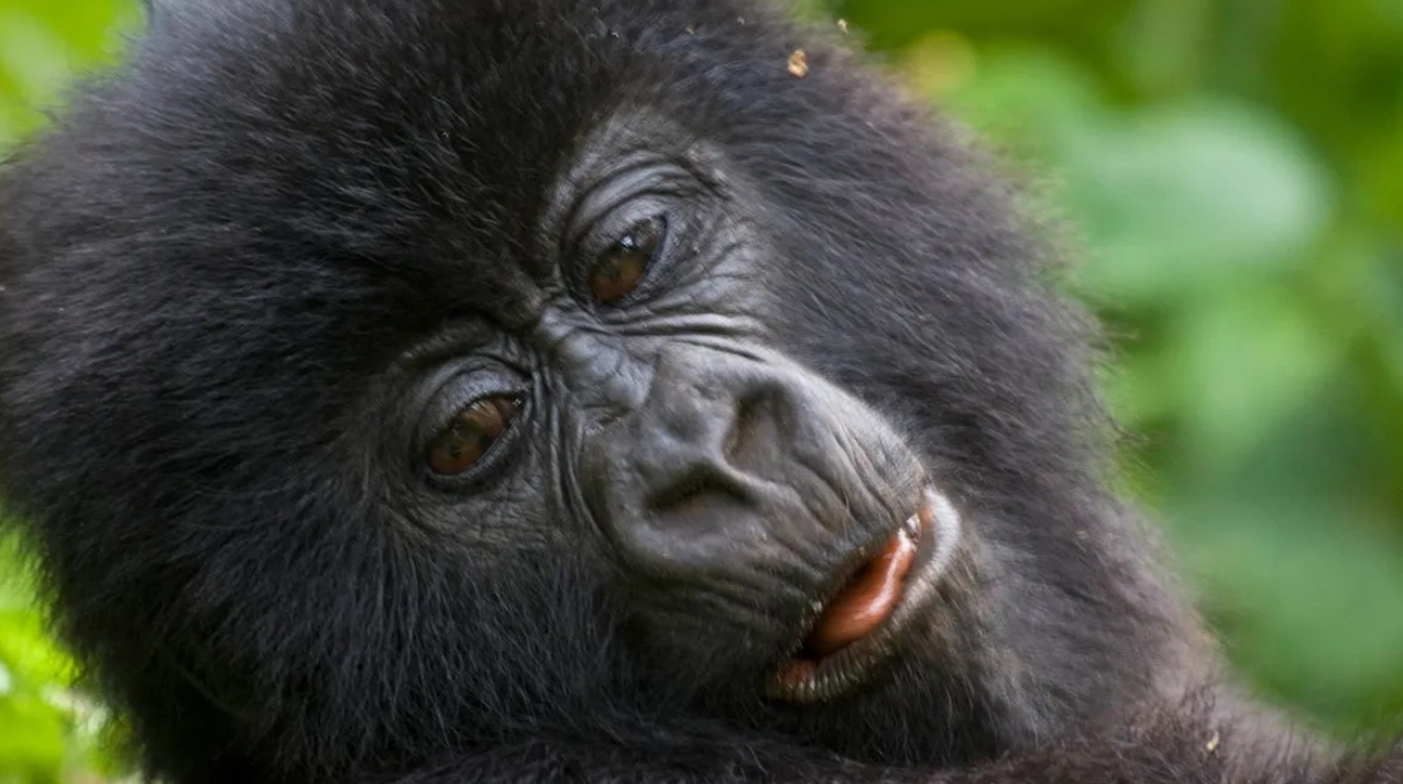 Uganda Gorilla Permit Prices: Gorilla trekking permits are the most essential components of any safari experience in Uganda’s destinations