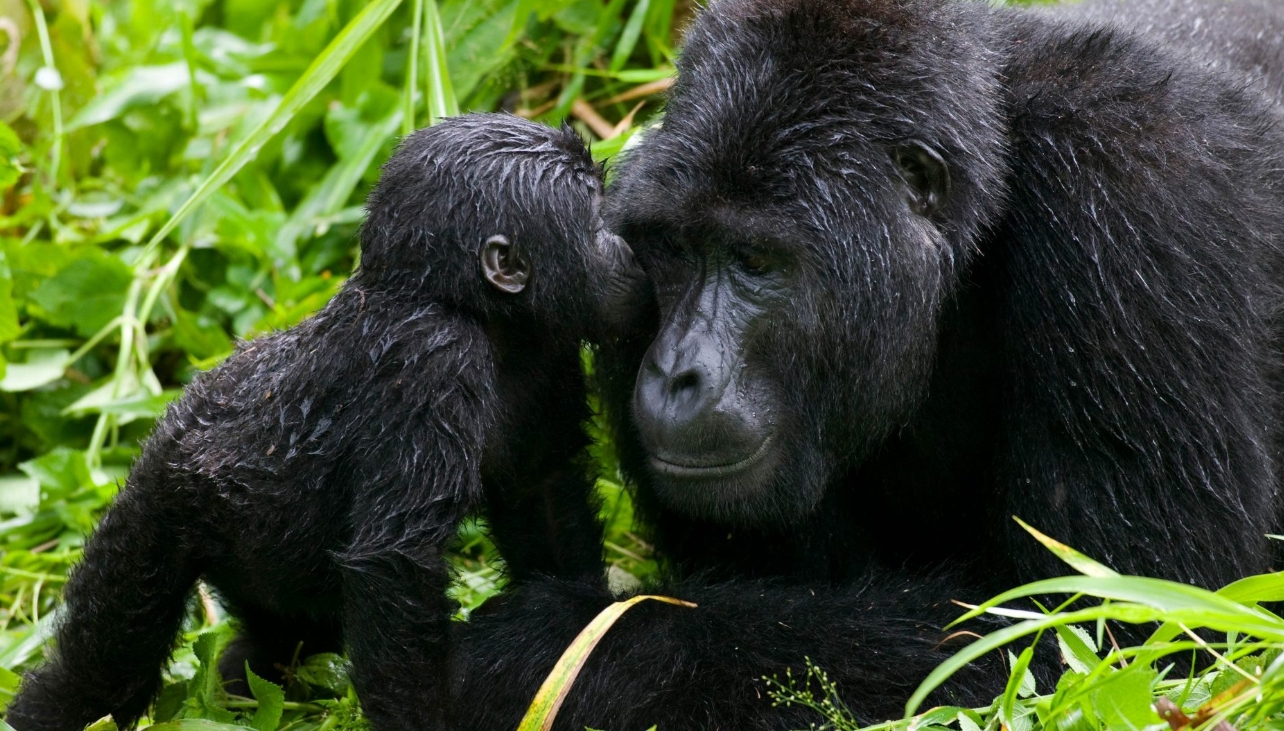 Bwindi Gorilla Families: Bwindi Impenetrable National Park is one of Uganda's top destinations, renowned for its gorilla tracking safaris