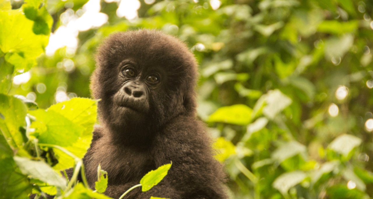 Why are budget gorilla safaris done in the rainy season? Several travellers always ask this question as to why budget gorilla safaris