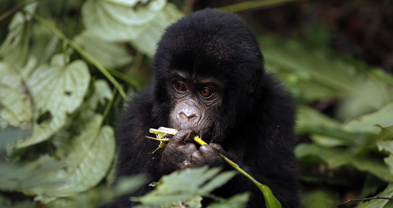 Bwindi and Mgahinga Gorilla Parks: Uganda’s mountain gorillas offer a transformative journey and a guide to gorilla trekking