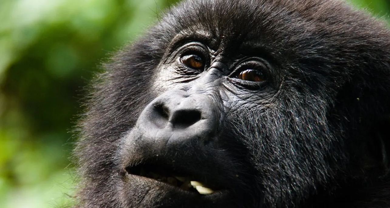 Why is Uganda a Top Destination for Gorilla Tracking? Being one of the most gifted countries in Africa, Uganda offers visitors a once
