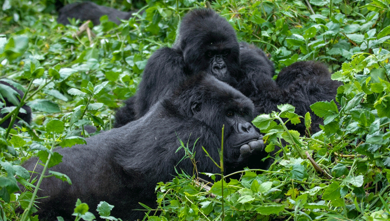 Gorilla trekking tours in Uganda offer travellers, especially nature lovers and primate enthusiasts, a chance to have close interaction