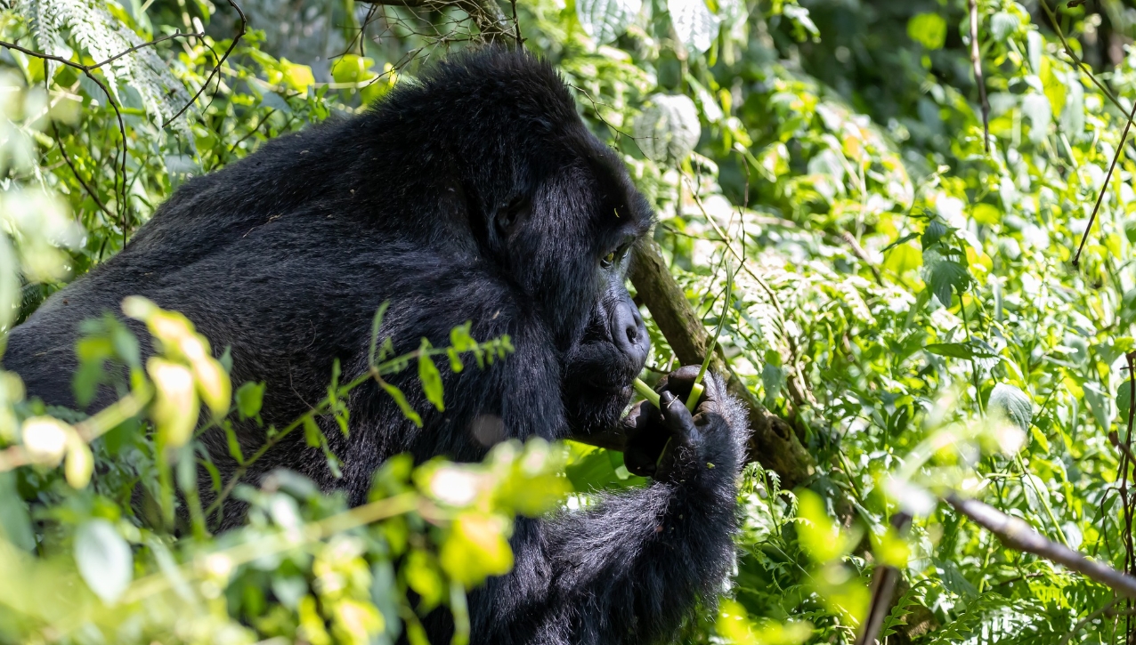 Gorilla habituation permits in Uganda are official documents that grant access to visitors who are seeking a primate adventure experience