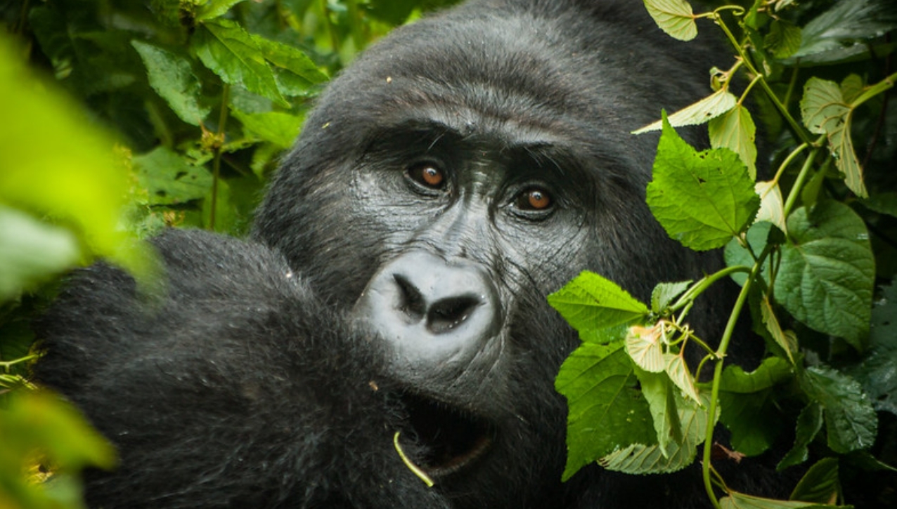 Gorilla habituation in Bwindi is one of the most intriguing and rare adventure activities that offers a chance for primate lovers