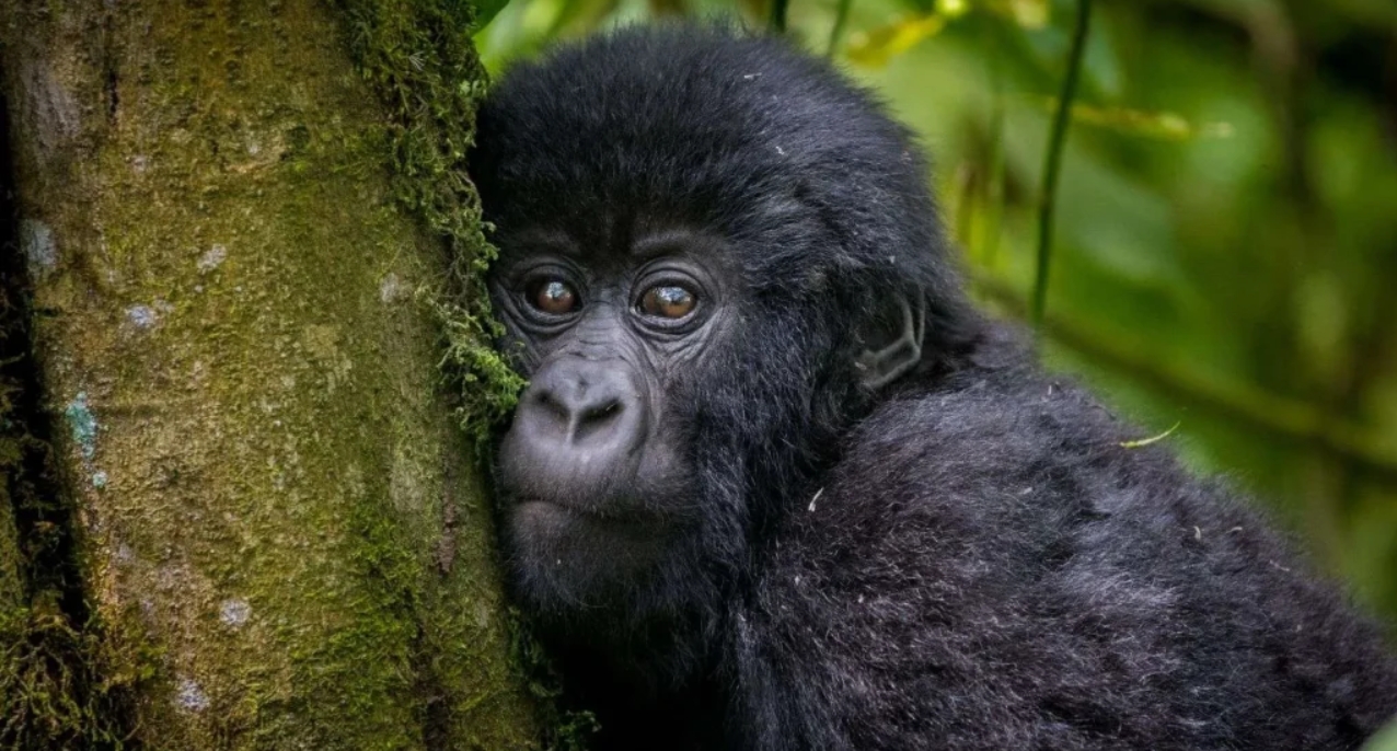 How Much Does It Cost to Do Gorilla Trekking in Bwindi? Trekking mountain gorillas in Bwindi Impenetrable National Park