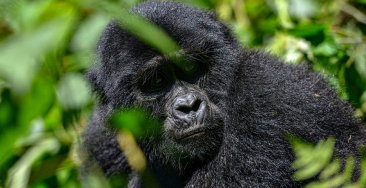 How does gorilla trekking differ from habituation in Uganda? Uganda is one of the few countries in Africa that offers visitors