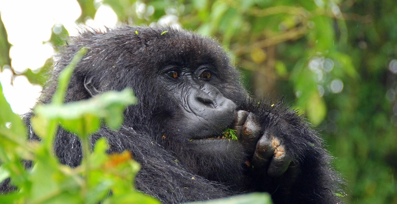 Explore Bwindi’s Rich Biodiversity: Bwindi Impenetrable Forest National Park is a unique destination famous for diverse wildlife tours