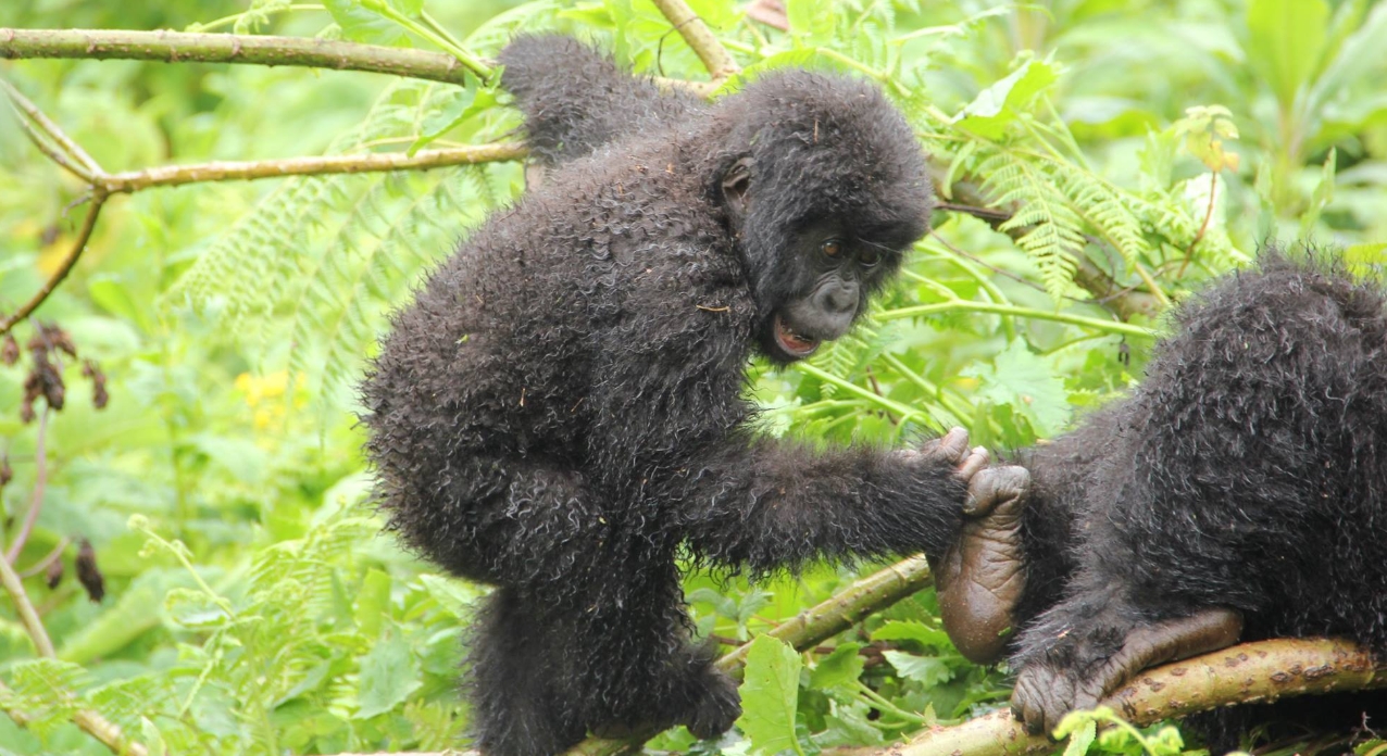 What is the cost of gorilla trekking in Bwindi? It is one of the remarkable wildlife adventure activities that allows visitors
