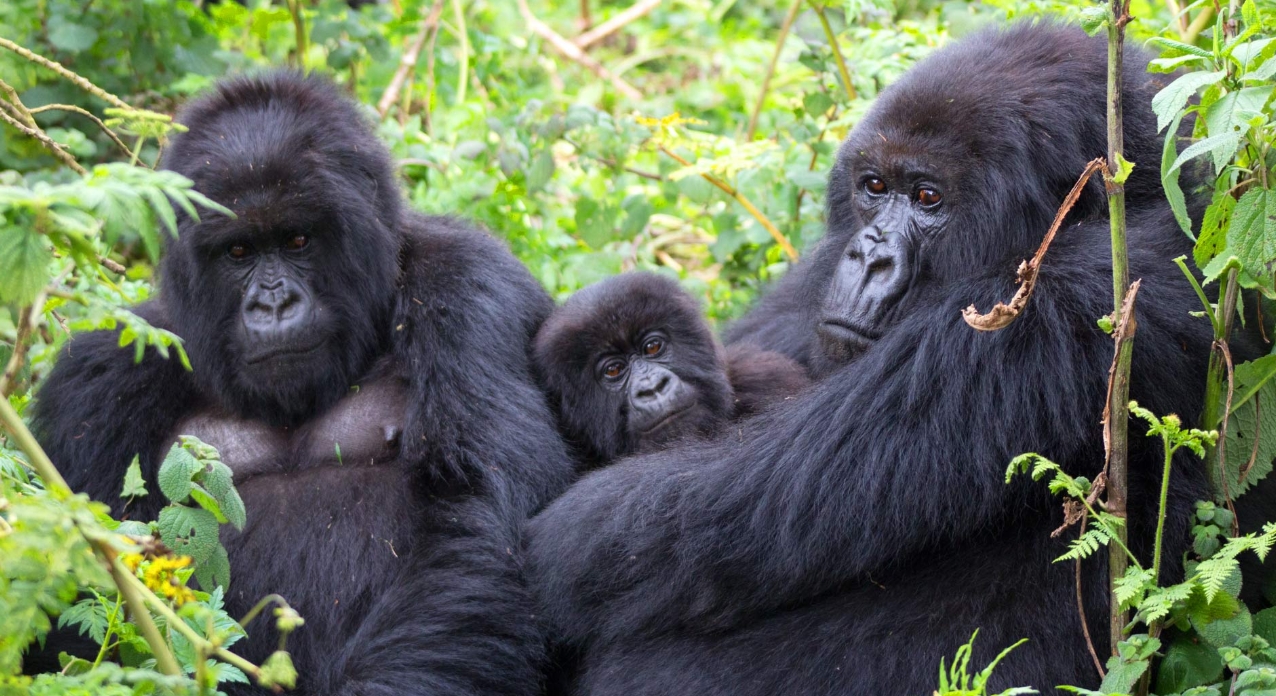 Affordable Gorilla Trekking Safari in Bwindi Impenetrable National Park: It is a remarkable destination famous for affordable gorilla