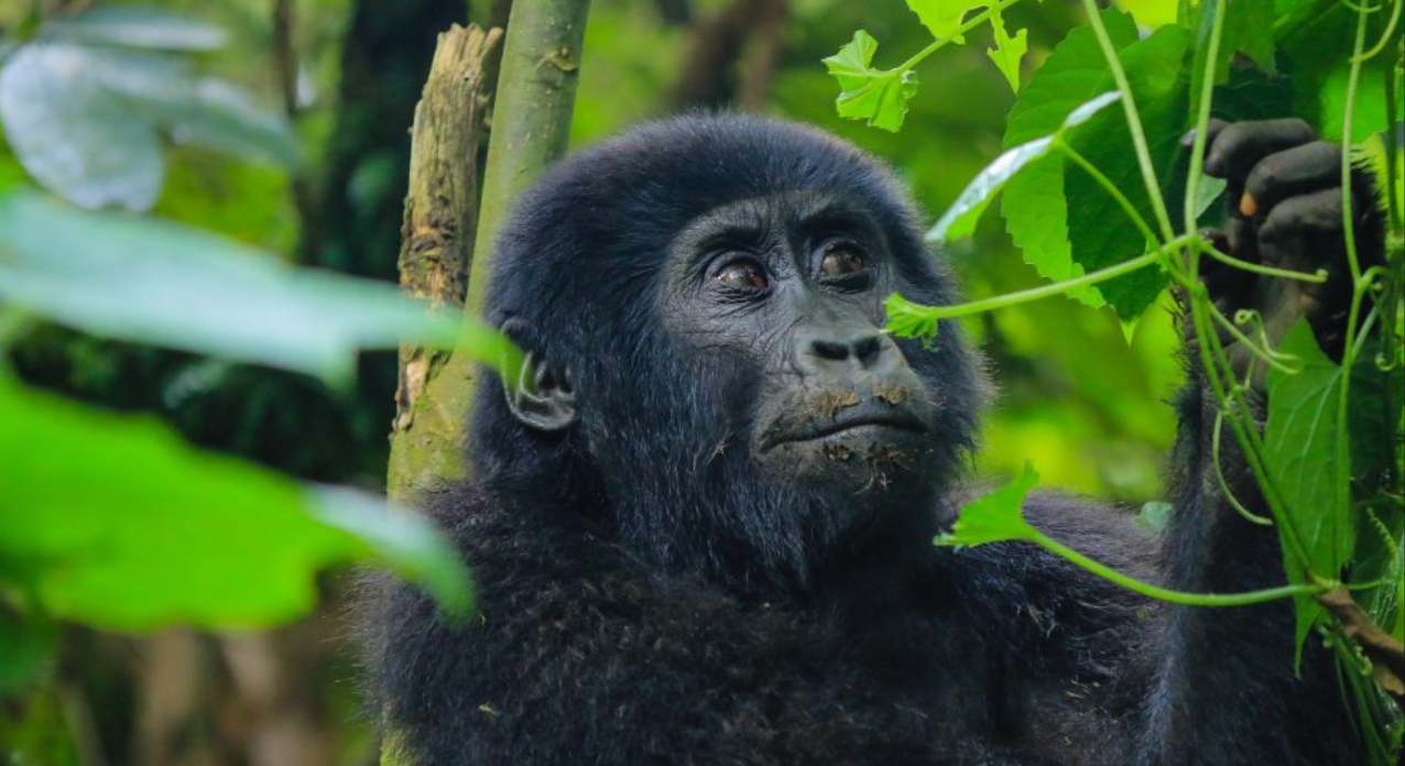 Wildlife Tours in Bwindi Impenetrable National Park: Bwindi Impenetrable Forest National Park is a unique destination famous for diverse