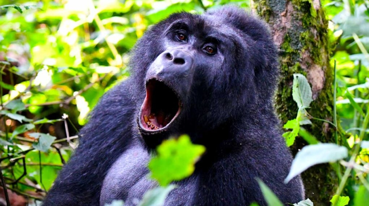 How to Get Gorilla Permits in Uganda: The gorilla trekking experience is done in Uganda’s two gorilla parks: Bwindi Impenetrable National